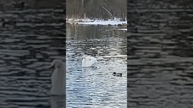 она нежно ест а он виляет хвостиком