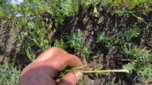 Как растёт мой Лён. Работа гербицида ПИК. 03.06.2022