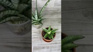 Sansevieria hybrid Gabriella / Tough lady