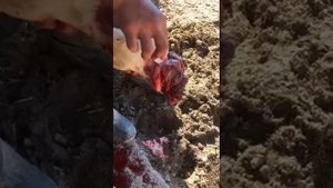 Травмы можно было избежать.Колотая рана путовой области.