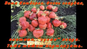 Земляничное ассорти