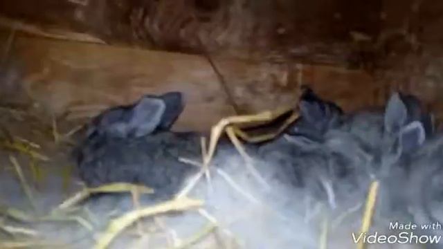 Мои кролики смотреть онлайн