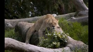 Константин Довлатов. Медитация отпускания
