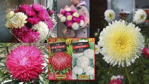 Как вырастить астры на 1 сентября