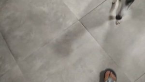 Тренировка раненого Декса | Уиппет | Малая английская борзая | Дрессировка борзой