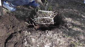 Как пересадить КРЫЖОВНИК. Я сажаю.