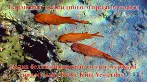 29. Белка белоплавниковая солдат мурджан под музыку Ricky King Yesterday