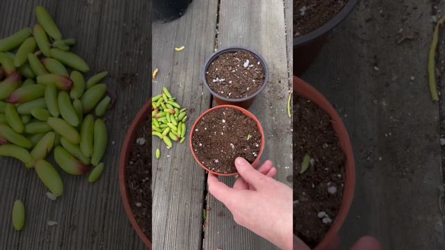 How To Propagate Succulents: Sedum rubrotinctum