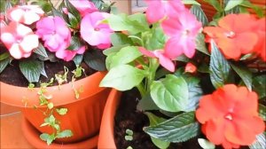 цветы на балконе  -  бальзамин новогвинейский