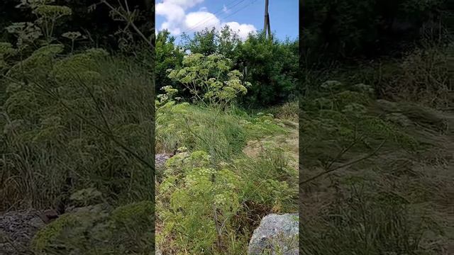 Токсичное растение.  Болиголов пятнистый. Будьте осторожны.