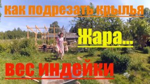 Жизнь в деревне // Как подрезать крылья и сколько весит индейка в 1 год