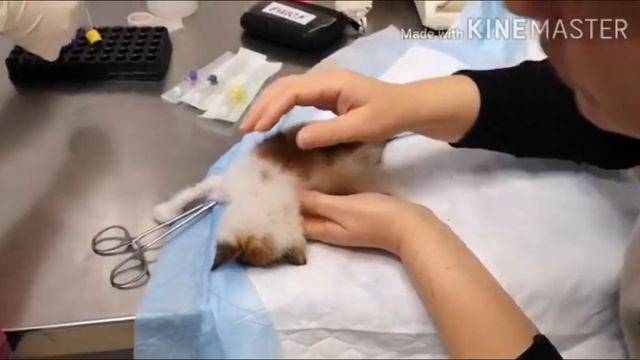 Спасение котенка (часть 2)
