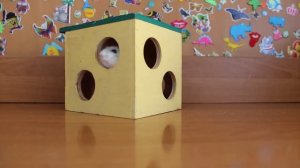 Домик для хомяка. Какой выбрать? (ЧАСТЬ 2)