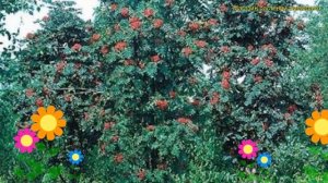 Рябина обыкновенная Фастигиата. Краткий обзор, описание характеристик sorbus aucuparia Fastigiata
