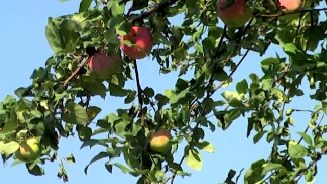 Яблоня со спелыми яблоками на фоне неба 2 з .mov смотреть онлайн