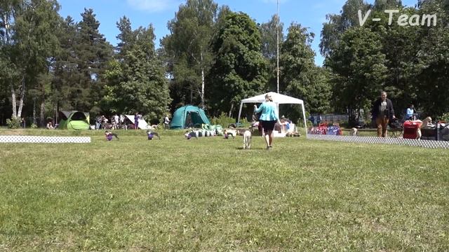 Уиппеты. Класс Победителей (кобели). Чемпионат Островных Борзых 2018. смотреть онлайн