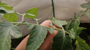 Махровый (Королевский) Цветок Томатов. Удалять или нет?