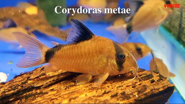 Аквариумные Сомики Коридорасы. ТОП 15 ВИДОВ смотреть онлайн