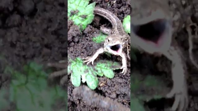 Ящерица улыбается смотреть онлайн