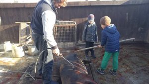 Дюрок опаливание туши по-украински.