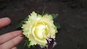 Роза лимонад, первое цветение???