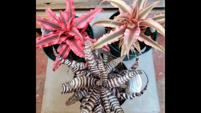 Виды бромелиевых растений Часть 2 смотреть онлайн