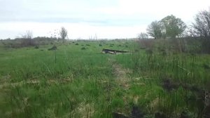 строим сарай из горбыля в деревне у мазая для опоросов .
