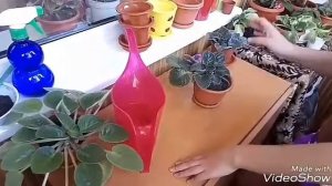 Фиалки. Как правильно поливать фиалки. Уход за фиалками.