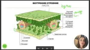 БИОЛОГИЯ ЕГЭ - Лист и почка