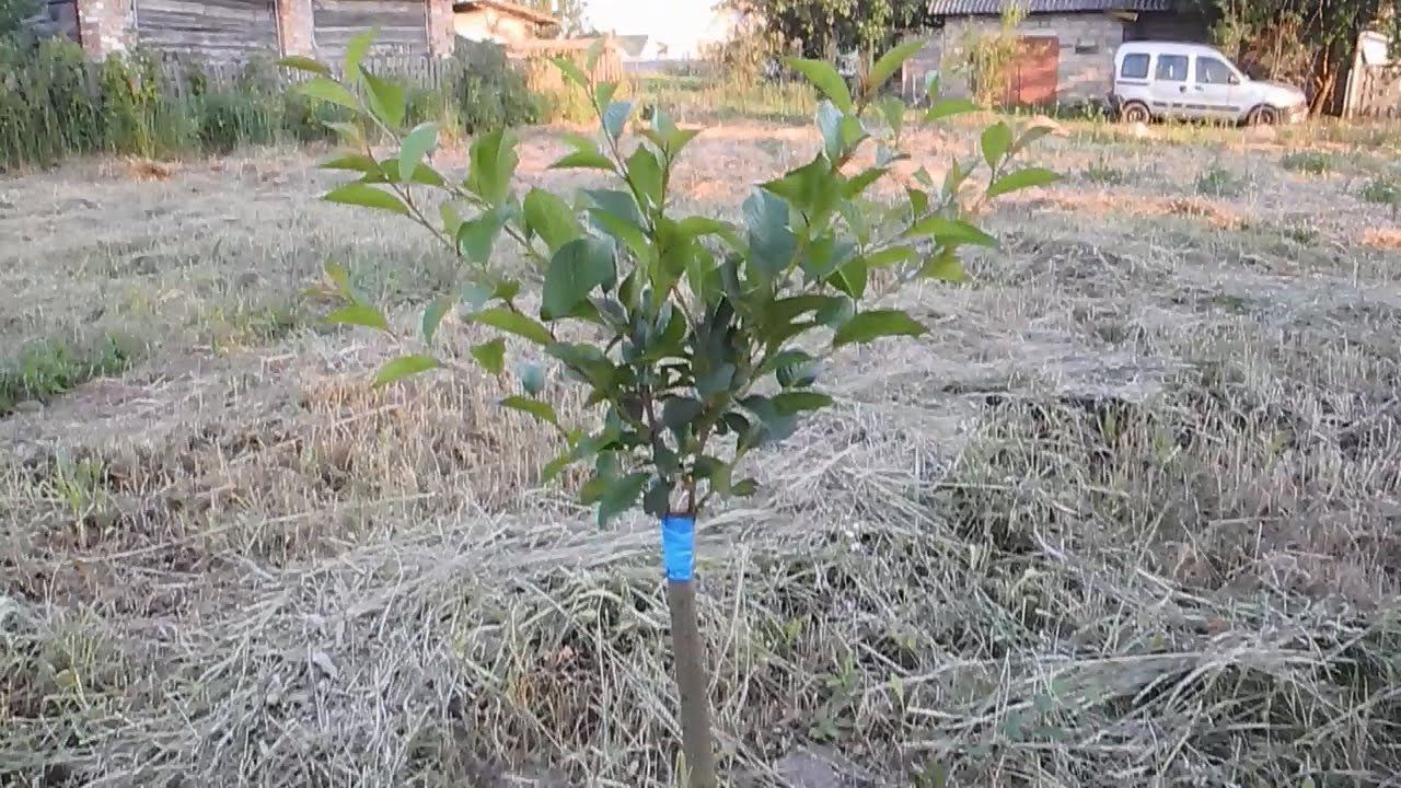 Идеальная подкормка для перцев и томатов смотреть онлайн