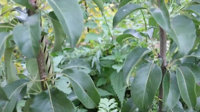 Саженцы груши Просто Мария, Белорусская поздняя, Чижовская. смотреть онлайн