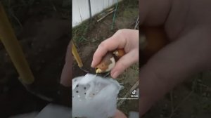 Посадка тюльпанов в декабре...