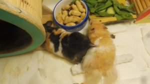 Вязка сирийских хомяков 19/07/2022/ Разведение хомяков / Цель вязки / Питомник "Мари Мистик"