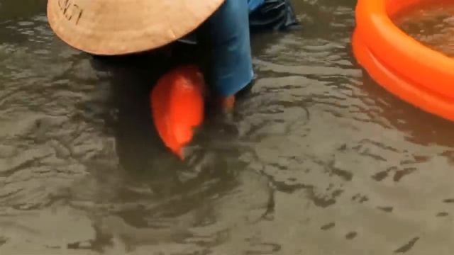 Карпы Кои/Koi | Почему они такие дорогие?