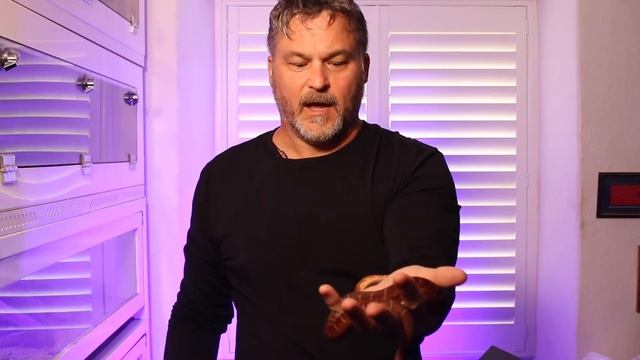 Woma pythons and breeding - part 2 - well we got eggs! + Boelens python update смотреть онлайн