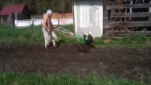 Мотоблок Варяг МБ-801, продолжаем пахать.