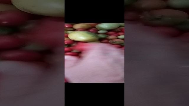 собираем последние томаты в этом сезоне...
