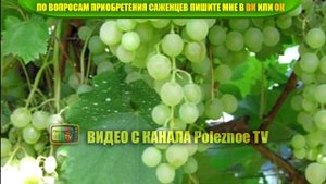 ВИНОГРАД КРАСА СЕВЕРА ОПИСАНИЕ СОРТА