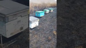 Пчеловодство в Забайкалье вывоз пчел на верху первый взяток для развития 27.04.2017