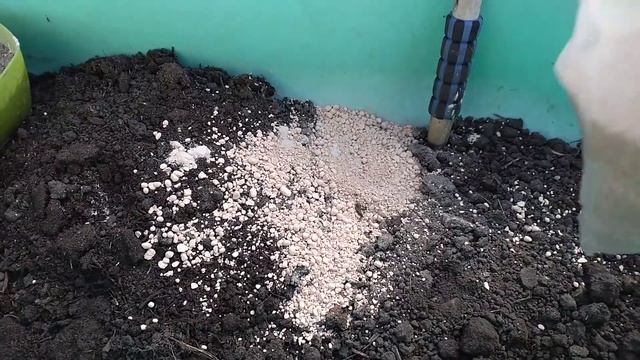 Кормим так огурцы и помидоры, каждый день бешеный урожай смотреть онлайн