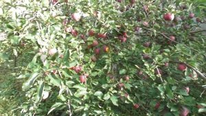 Яблоня Флорина - урожай 8-летнего дерева