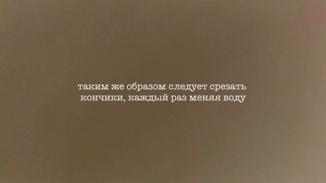 Как ухаживать за тюльпанами дома смотреть онлайн