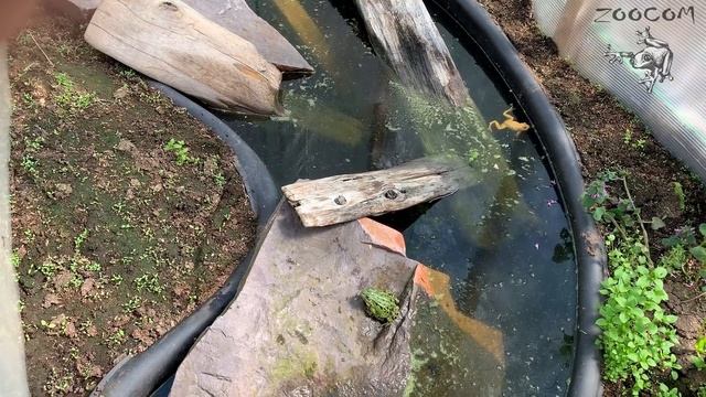 Прудовые лягушки: высадка в пруд и содержание в террариуме. смотреть онлайн