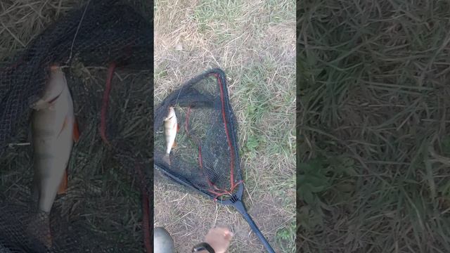 Ловля окуня на вертушку с сыном! Окунь на вертушку от MYRON TONI