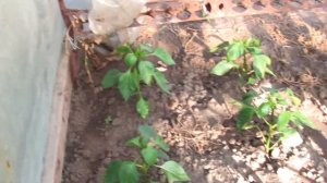 Хелат Кальция для ПЕРЦА.