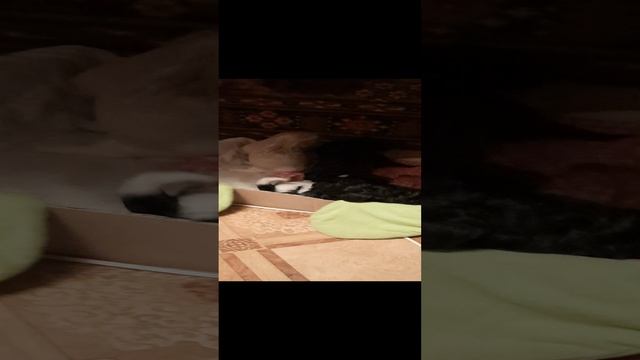 Мальтипу-щенки