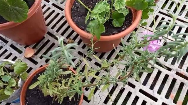 Готовимся к зиме, заношу маточники цветов смотреть онлайн