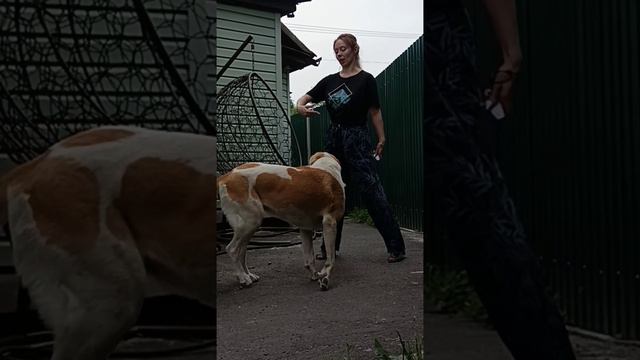 Танцую с Алабаем 💃🐶