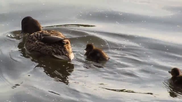 Утка с утятами плавают в пруду усадьбы Кусково смотреть онлайн