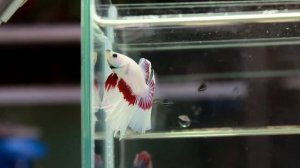 Betta Splendens : (0213-123) Lavender Butterfly Halfmoon Singletail Male